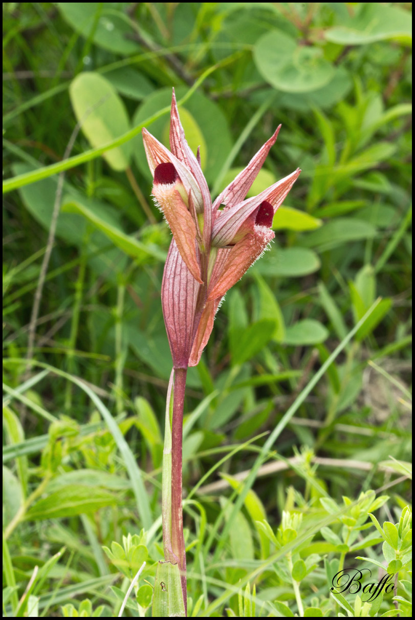 Serapias vomeracea